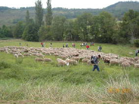Arriv�e des moutons
