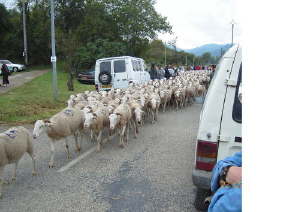 Les moutons